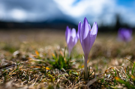 Typical spring mountain flowers. Crocus vernus, Crocus heuffelianus, Crocus scepusiensis. The Tatra Mountains.の写真素材