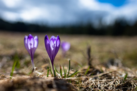 Typical spring mountain flowers. Crocus vernus, Crocus heuffelianus, Crocus scepusiensis. The Tatra Mountains.の写真素材
