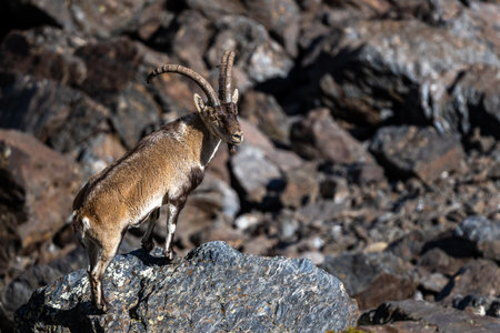The Iberian ibex, also known as the Spanish ibex, Spanish wild goat and Iberian wild goat, Capra pyrenaica. Sierra Nevada mountain range.の写真素材