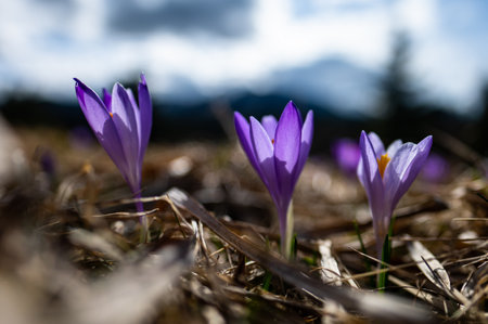 Typical spring mountain flowers. Crocus vernus, Crocus heuffelianus, Crocus scepusiensis. The Tatra Mountains.の写真素材