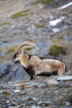 The Iberian ibex, also known as the Spanish ibex, Spanish wild goat and Iberian wild goat, Capra pyrenaica. Sierra Nevada mountain range.の写真素材