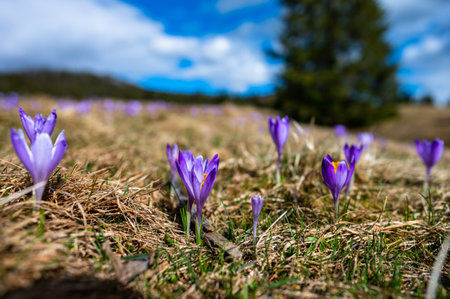 Typical spring mountain flowers. Crocus vernus, Crocus heuffelianus, Crocus scepusiensis. The Tatra Mountains.の写真素材