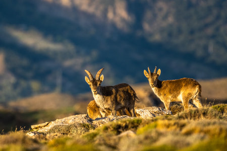 The Iberian ibex, also known as the Spanish ibex, Spanish wild goat and Iberian wild goat, Capra pyrenaica. Sierra Nevada mountain range.の写真素材