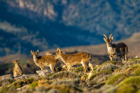 The Iberian ibex, also known as the Spanish ibex, Spanish wild goat and Iberian wild goat, Capra pyrenaica. Sierra Nevada mountain range.の写真素材