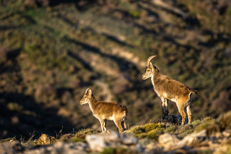 The Iberian ibex, also known as the Spanish ibex, Spanish wild goat and Iberian wild goat, Capra pyrenaica. Sierra Nevada mountain range.の写真素材