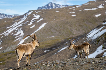 The Iberian ibex, also known as the Spanish ibex, Spanish wild goat and Iberian wild goat, Capra pyrenaica. Sierra Nevada mountain range.の写真素材