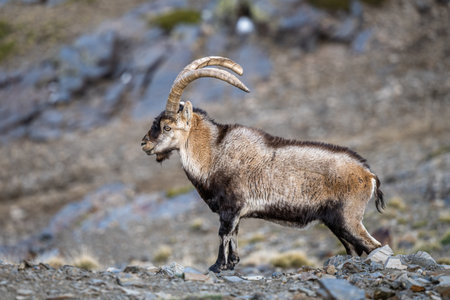 The Iberian ibex, also known as the Spanish ibex, Spanish wild goat and Iberian wild goat, Capra pyrenaica. Sierra Nevada mountain range.の写真素材
