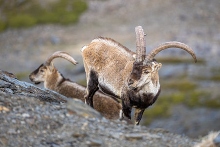 The Iberian ibex, also known as the Spanish ibex, Spanish wild goat and Iberian wild goat, Capra pyrenaica. Sierra Nevada mountain range.の写真素材