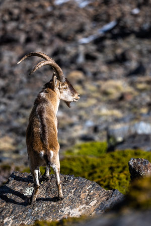 The Iberian ibex, also known as the Spanish ibex, Spanish wild goat and Iberian wild goat, Capra pyrenaica. Sierra Nevada mountain range.の写真素材