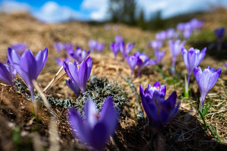 Typical spring mountain flowers. Crocus vernus, Crocus heuffelianus, Crocus scepusiensis. The Tatra Mountains.の写真素材