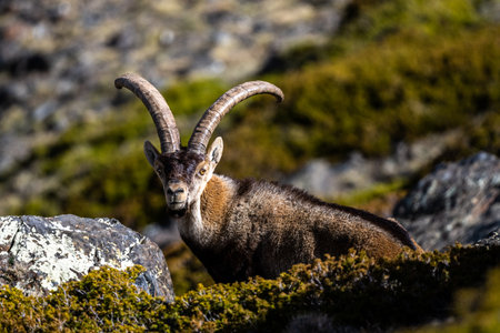 The Iberian ibex, also known as the Spanish ibex, Spanish wild goat and Iberian wild goat, Capra pyrenaica. Sierra Nevada mountain range.の写真素材