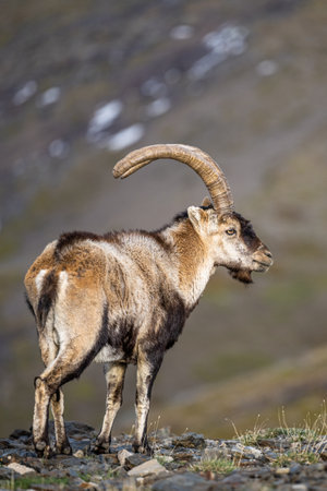 The Iberian ibex, also known as the Spanish ibex, Spanish wild goat and Iberian wild goat, Capra pyrenaica. Sierra Nevada mountain range.の写真素材