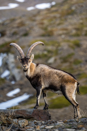 The Iberian ibex, also known as the Spanish ibex, Spanish wild goat and Iberian wild goat, Capra pyrenaica. Sierra Nevada mountain range.の写真素材