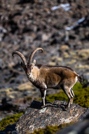 The Iberian ibex, also known as the Spanish ibex, Spanish wild goat and Iberian wild goat, Capra pyrenaica. Sierra Nevada mountain range.の写真素材