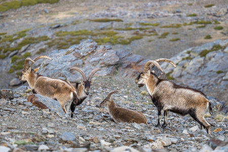 The Iberian ibex, also known as the Spanish ibex, Spanish wild goat and Iberian wild goat, Capra pyrenaica. Sierra Nevada mountain range.の写真素材