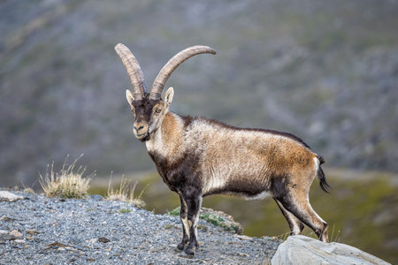 The Iberian ibex, also known as the Spanish ibex, Spanish wild goat and Iberian wild goat, Capra pyrenaica. Sierra Nevada mountain range.の写真素材