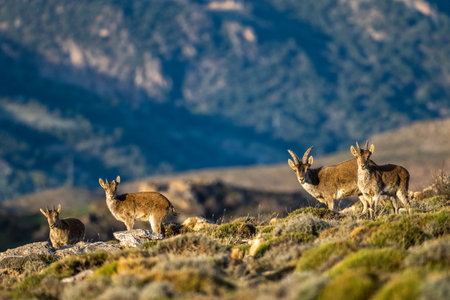 The Iberian ibex, also known as the Spanish ibex, Spanish wild goat and Iberian wild goat, Capra pyrenaica. Sierra Nevada mountain range.の写真素材