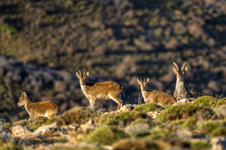 The Iberian ibex, also known as the Spanish ibex, Spanish wild goat and Iberian wild goat, Capra pyrenaica. Sierra Nevada mountain range.の写真素材