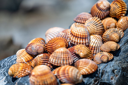 Shells background, many different shells stacked together on Costa Del Sol beach, Spain.の写真素材