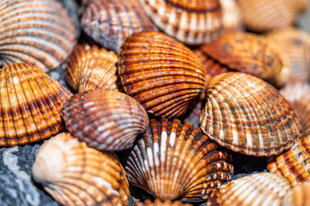 Shells background, many different shells stacked together on Costa Del Sol beach, Spain.の写真素材