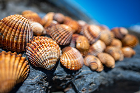 Shells background, many different shells stacked together on Costa Del Sol beach, Spain.の写真素材