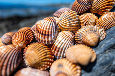 Shells background, many different shells stacked together on Costa Del Sol beach, Spain.の写真素材