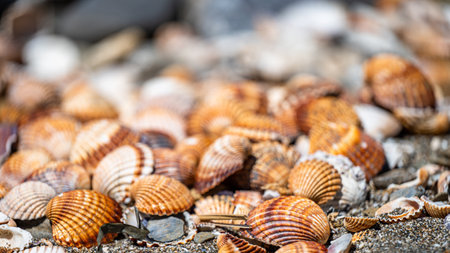 Shells background, many different shells stacked together on Costa Del Sol beach, Spain.の写真素材