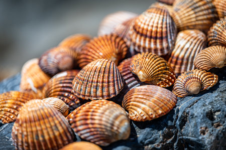 Shells background, many different shells stacked together on Costa Del Sol beach, Spain.の写真素材
