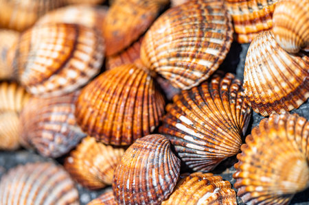 Shells background, many different shells stacked together on Costa Del Sol beach, Spain.の写真素材