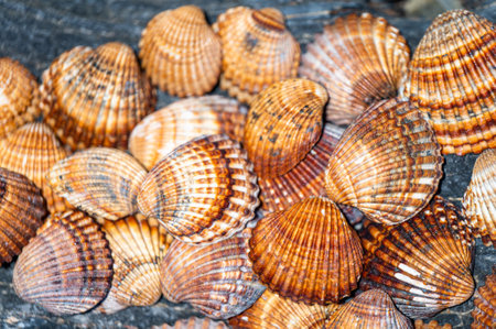 Shells background, many different shells stacked together on Costa Del Sol beach, Spain.の写真素材