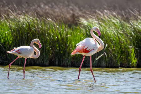 Greater Flamingo, Phoenicopterus roseus, Laguna de Fuente de Piedraの写真素材