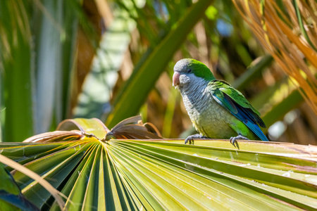 Monk parakeet, Myiopsitta monachus, Malaga, Spain.の写真素材