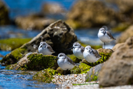 A flock of birds on the seashore. Sanderling, Calidris alba.の写真素材