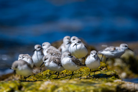 A flock of birds on the seashore. Sanderling, Calidris alba.の写真素材