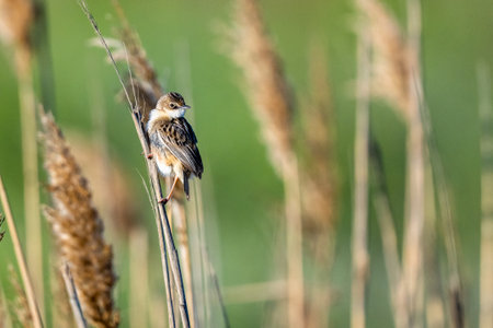 Zitting Cisticola, Streaked Fantail Warbler, Cisticola juncidisの写真素材