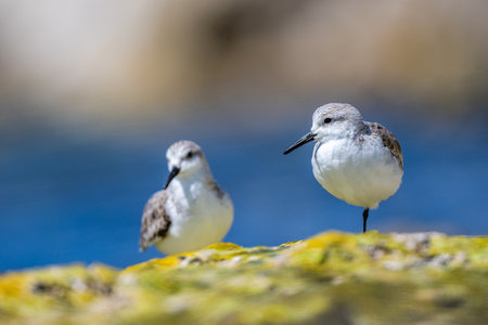 A flock of birds on the seashore. Sanderling, Calidris alba.の写真素材