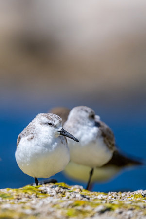 A flock of birds on the seashore. Sanderling, Calidris alba.の写真素材