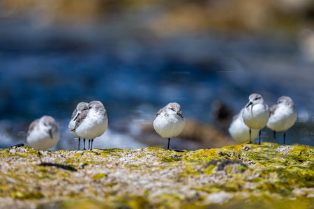 A flock of birds on the seashore. Sanderling, Calidris alba.の写真素材