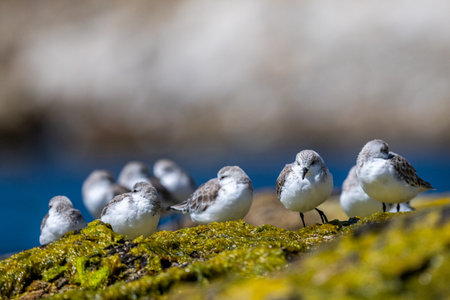 A flock of birds on the seashore. Sanderling, Calidris alba.の写真素材