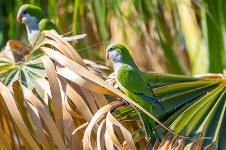 Monk parakeet, Myiopsitta monachus, Malaga, Spain.の写真素材