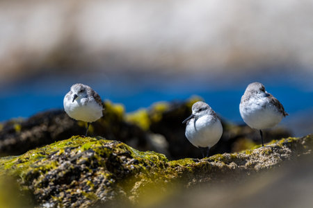 A flock of birds on the seashore. Sanderling, Calidris alba.