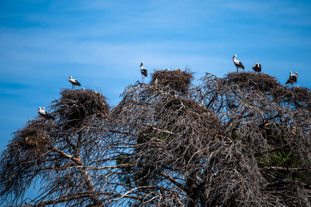 A colony of birds on a tree. White stork, Ciconia ciconiaの写真素材