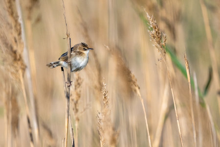 Zitting Cisticola, Streaked Fantail Warbler, Cisticola juncidisの写真素材