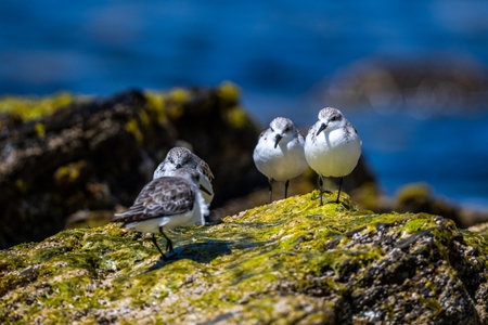 A flock of birds on the seashore. Sanderling, Calidris alba.の写真素材