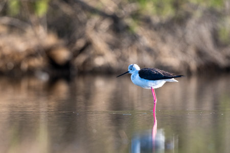 Black-winged stilt, Himantopus himantopus.の写真素材