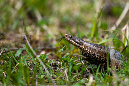 Common European Viper, Vipera berus, Bieszczady Mountains, Carpathians, Poland.の写真素材