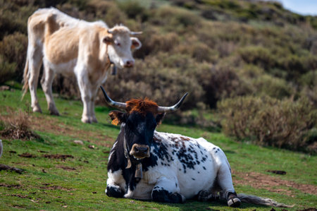 A cow in a pasture in the Sierra Nevada mountains in Spain.の写真素材
