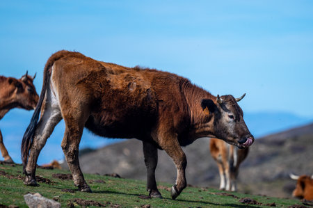 A cow in a pasture in the Sierra Nevada mountains in Spain.