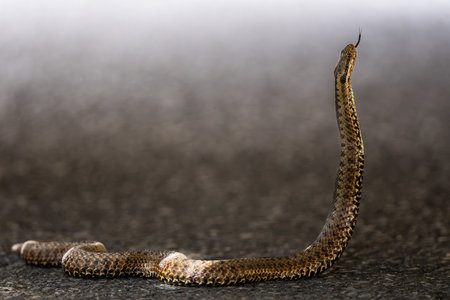 Common European Viper, Vipera berus, Bieszczady Mountains, Carpathians, Poland.の写真素材