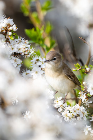 Bird on blooming bush, spring background. Garden Warbler, Sylvia borin, on a Blackthorn.の写真素材